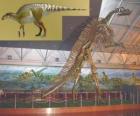 Zhuchengosaurus bilinen en büyük hadrosaurids biridir